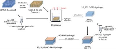 3D Silk Fiber Construct Embedded Dual-Layer PEG Hydrogel for Articular Cartilage Repair – In vitro Assessment